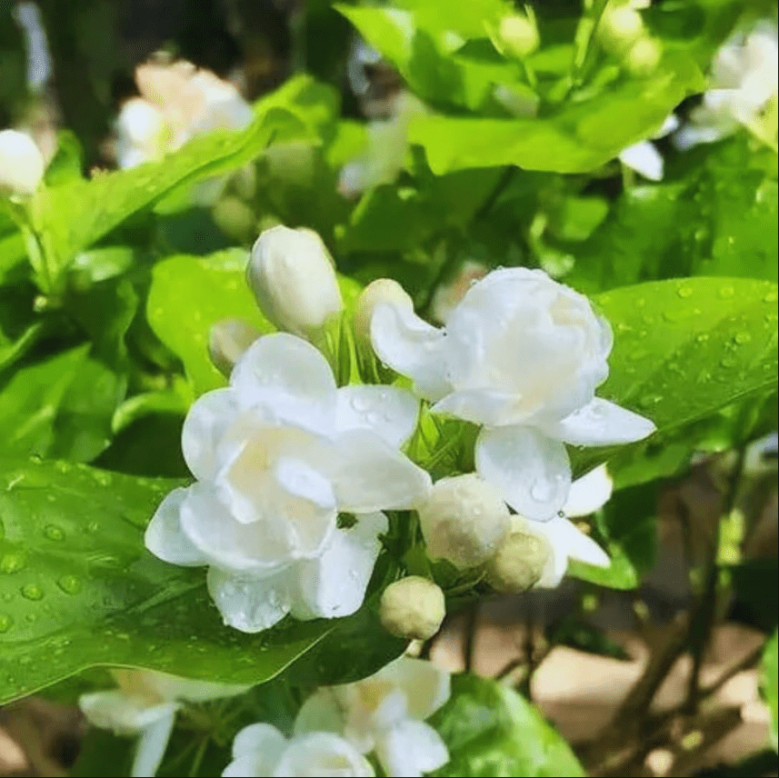 Orleans Sambac Jasmine Live Plant for Planting, Maid of Orlean Jasmine Live Plants, Jasmine Well Rooted, White Jasmine Flower Plants Tree, 4 to 6 Inch Tall, Ship No Pot