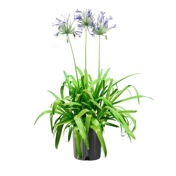 Agapanthus Africans Blue  2 Extra Large 3 Gallon Plants  Vibrant & Hardy Perennial, Lush, Ornamental Plant with Brilliant Blue Blooms, Ideal for Borders, Containers & Landscape Accents