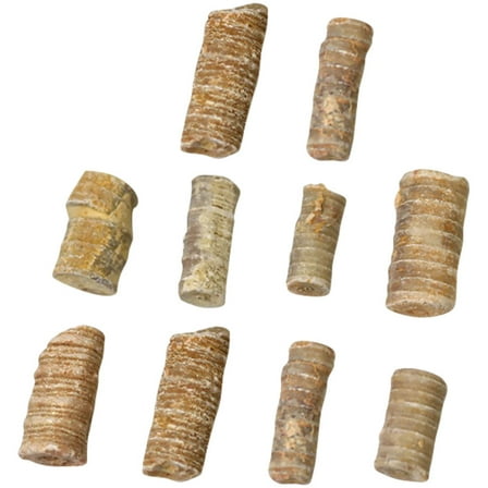 MLINS 10 Pcs Crinoid Stem Natural History Specimens Marine Echinoderm