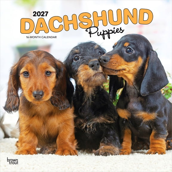 Dachshund Puppies | 2027 12x24" (Hanging) Wall Calendar | Plastic-Free