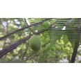 thumbnail image 2 of Fruit Tree Netting 1.8m X 1.8m, Plant Insect Netting, Fine Mesh Insect Netting with Drawstring,, 2 of 5