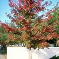 thumbnail image 5 of Shumard Red Oak  20 Live Trees  Quercus Shumardii  Drought Tolerant Weather Resistant Shade Planting, 5 of 9