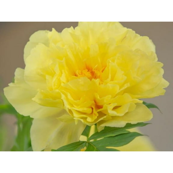 PEMDASGARDEN 10 Bright Yellow Peony Peony Plant Seeds, Non-GMO
