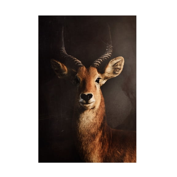Canvas Wall Art - Antonio Grambone 'Antelope Still' Wall Art for Living Room, Bedroom, or Office Décor by Trademark Fine Art - 12 x 19 Inches