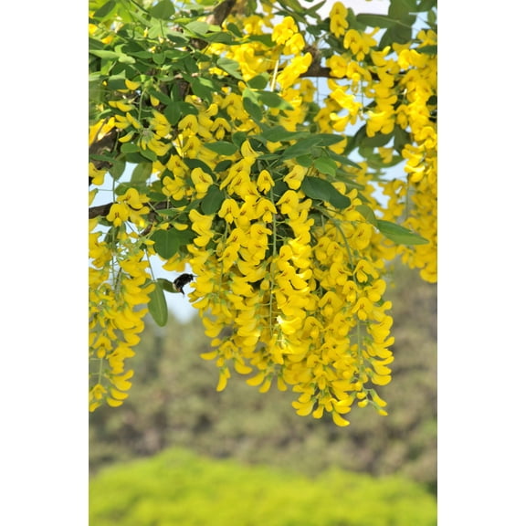 25 SIBERIAN PEASHRUB Caragana Arborescens Peatree Yellow Flower Legume Vegetable Seeds