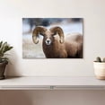 thumbnail image 2 of Elephant Stock Bighorn Sheep Wall Art - Horizontal Canvas Wall Art - Living Room Wall Decor - Animal Canvas - Brown And White Decor - 12" x 8", 2 of 8