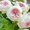 A, variant on Perennial Fragrant - Bare Root Rose - Easy Care / Low Maintenance - Ideal for Garden, Plant Hangers