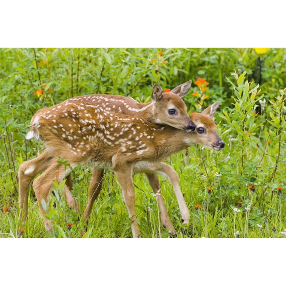 Twin White-Tailed Deer Fawns Nuzzling Together In Meadow Minnesota Spring Captive Canvas Art - Michael DeYoung  Design Pics (19 x 12)