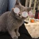 thumbnail image 1 of Nuevas y lindas gafas de sol para mascotas, accesorios para perros y gatos, accesorios de moda para fiestas, lindos accesorios para mascotas, accesorios de regalo., 1 of 3