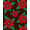 Red, Pattern 4, variant on ODIKA 2x3 Machine Washable Non-Slip Area Rug, Classic Nutcracker Ballet Interlocking Holly Leaf Festive High Traffic Rug, Red, 641277
