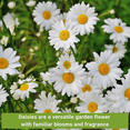 thumbnail image 4 of Sow Right Seeds Daisy Flower Seed Collection 5 Count, Non-GMO Varieties, 4 of 5