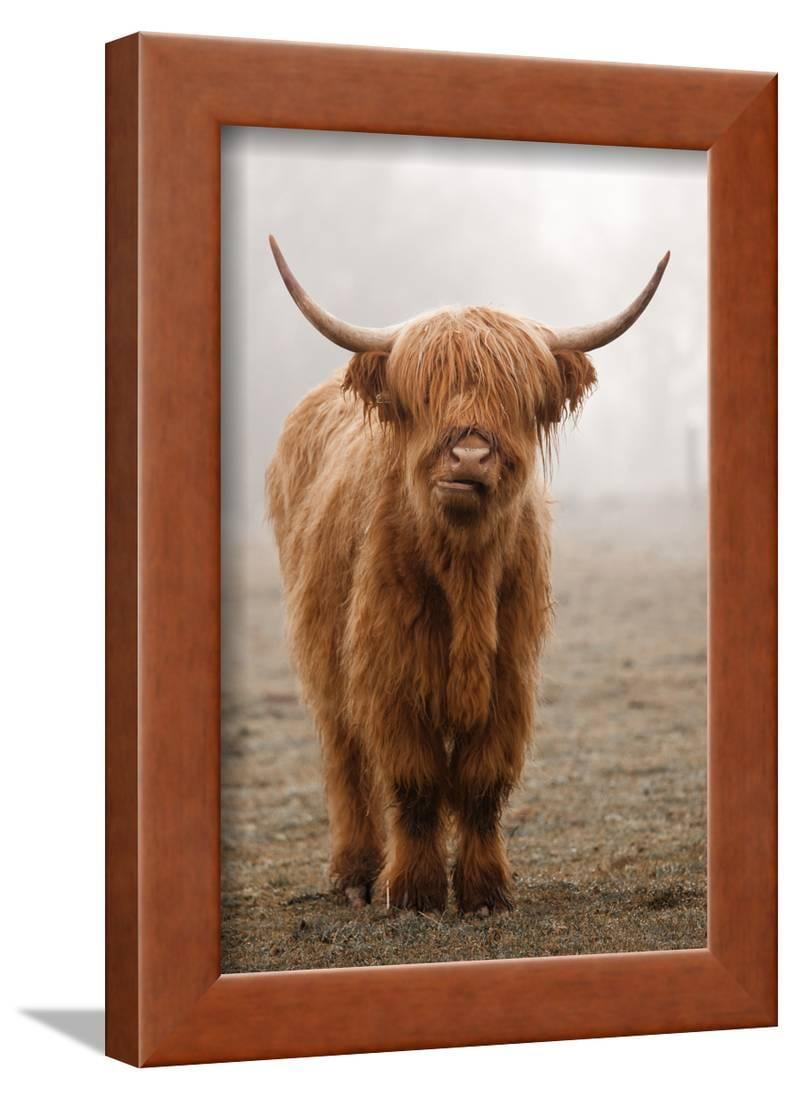 Scottish Highland Cow Framed Print Wall Art By Franz Peter Rudolf Scottish Highland Cow Framed Print Wall Art By Franz Peter Rudolf Com