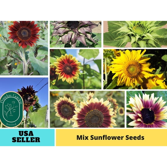 25  Seeds|Sun Mixture Sunflowers Seeds - Authentic Seeds - Perennial~ GMO Free ~~Flower seeds ~ Asian Garden~ Herbs B5G1#E001