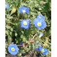 thumbnail image 2 of 25 Graines de Nolana Paradoxa pour Plantes Succulentes, 2 of 4