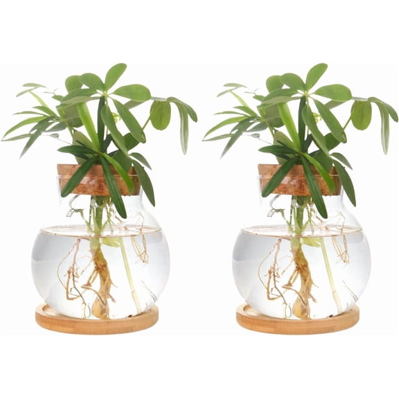 2 Pack Plant Propagation Station with Wooden Saucer – Hydroponic Glass Vase Jars for Plant Cuttings, Tabletop Terrarium Decor for Home, Kitchen, Office