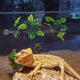 thumbnail image 4 of CHICHUMID 2Ud Trepadoras Artificiales Para Terrario De Reptiles Con Ventosas Para Hábitats Naturales, 4 of 8