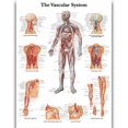 thumbnail image 1 of HD Human Anatomy Organ Pipe Canvas Art - Remastered Flannel Anime, In Stock, 14+, CE, 1 of 9