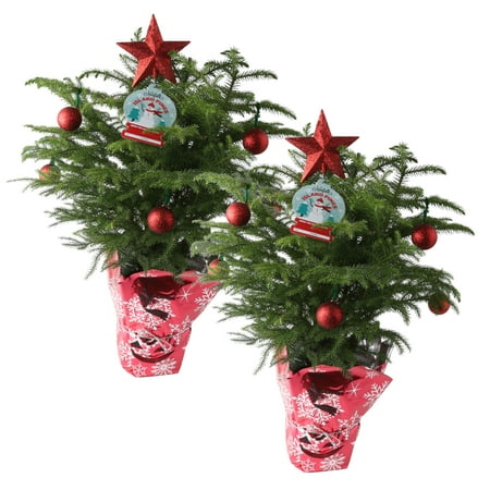 Delray Plants Holiday Norfolk Island Pine Small Christmas Tree 2 Delray Plants Holiday Norfolk Island Pine Small Christmas Tree 2 Pack