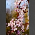 thumbnail image 2 of CafePress - Almond Blossoms In Spring Maternity Dark T Shirt - Maternity Dark T-Shirt, 2 of 3