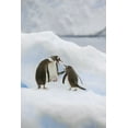 thumbnail image 2 of Grall, Don 13x18 White Modern Wood Framed Museum Art Print Titled - Antarctica, Neko Harbor Gentoo penguins quabble, 2 of 4