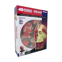 4D Master 4D Human Anatomy - Head Anatomy Model
