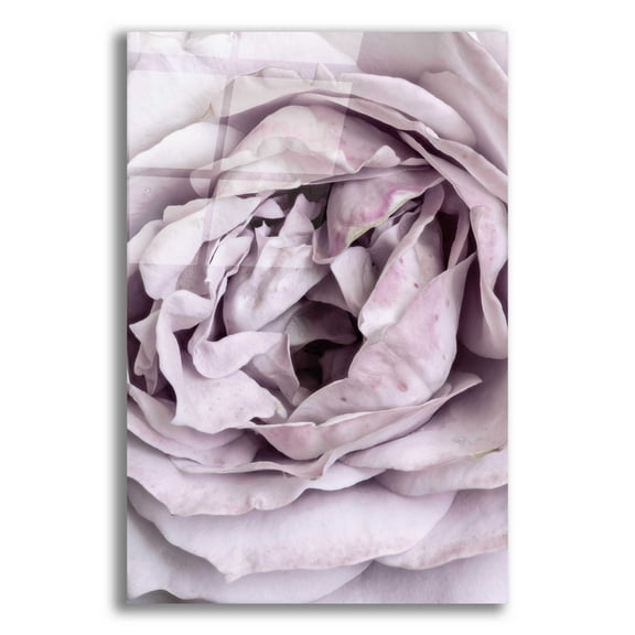 Epic Art 'Rose Heart' by Design Fabrikken, Acrylic Glass Wall Art, 16"x24"