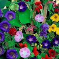 thumbnail image 1 of GSDWIUEW Curly Flower Mix Annual Garden Cut Flower for Planting, 1 of 1