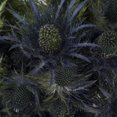 thumbnail image 4 of Jackpot Deep Blue Eryngium - Farm Direct Fresh Cut Flowers - 50 Stems - by Bloomingmore, 4 of 5