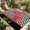 Black, Fuchsia, Emerald, Charcoal, variant on Indoor Outdoor Area Rugs,Pink Poppy Flower Retro Boho Washable Patio Rug Non-slip Quick Dry Camping Rugs,Abstract Black Herringbone Floor Carpet for Porch Deck Backyard RV Decor,4x6ft