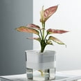 thumbnail image 4 of Conteneur de Fleurs, Jardinière Absorbante Semi-Transparente Pot de Fleurs Auto-Absorbant Design de Pointe, 4 of 5