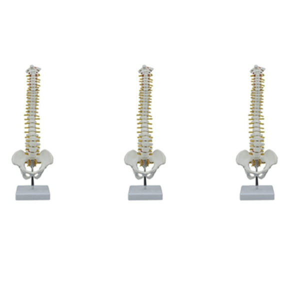 3pcs 45CM Human Spine with Pelvic Model Human Anatomical Anatomy Spine Model Spinal Column Model+Stand Fexible