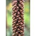thumbnail image 2 of 20 MILK CHOCOLATE FOXGLOVE Spanish Digitalis Parviflora Red Brown Flower Seeds, 2 of 10