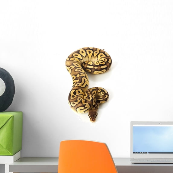 Pastave Ball Python Wall Decal by Wallmonkeys Peel and Stick Graphic (18 in H x 11 in W) WM138795