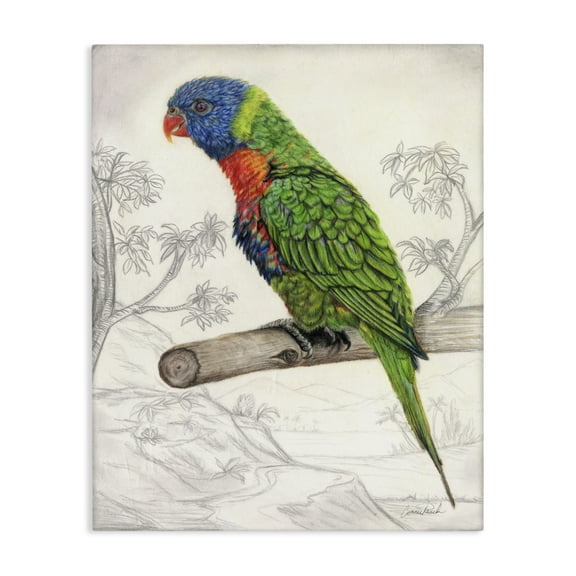 Stupell Industries Lorikeet Sketched Nature Animals & Insects Painting Gallery Wrapped Canvas Art Print Wall Art, 16 x 20