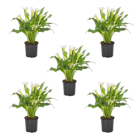 Expert Gardener 1.5PT White Calla Lily Live Perennial Plant Sun 5-Pack