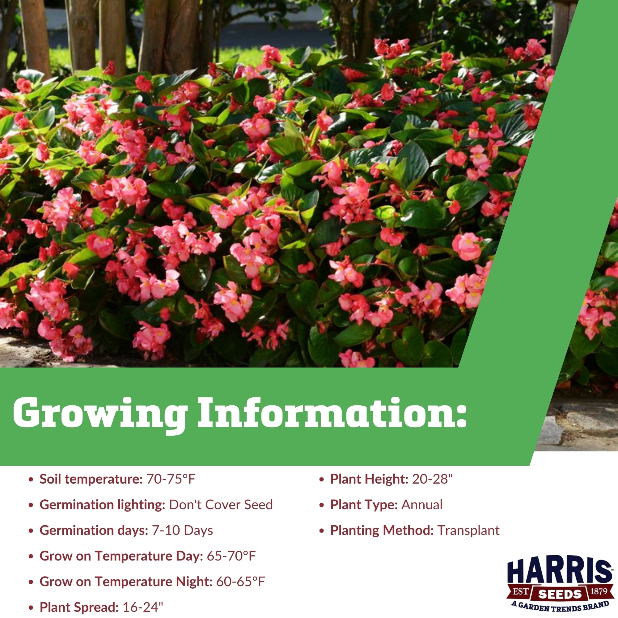 Harris Seeds Megawatt Green Leaf Rose 100 Flower Seeds, Annual