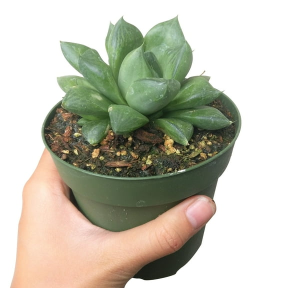Haworthia Cuspidata Succulent (4"  Plastic Pot) - Tiny, Lovely, Easy to Care Succulent for Beginners - Live Healthy Succulent for Home Office