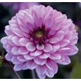 thumbnail image 1 of Dahlia Decorative Ton Sur Ton, 1 of 1
