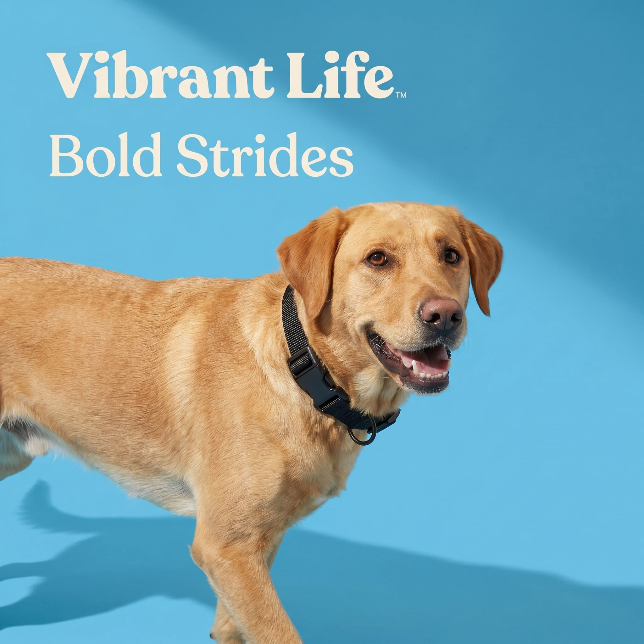 Vibrant Life Solid Polyester Adjustable Dog Collar, Black, L