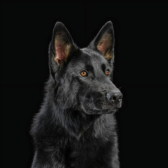 Die Nerven - Die Nerven - Orange Vinyl - Music & Performance