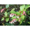 thumbnail image 1 of 40 Graines d'Arbustes de Fruits Bleus de Fleurs Roses de Baie de Gaultheria, 1 of 3