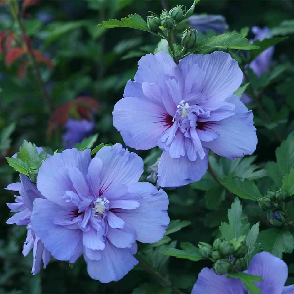 Proven Winners ColorChoice Blue Chiffon Hibiscus Live Shrub (2 Gallon)
