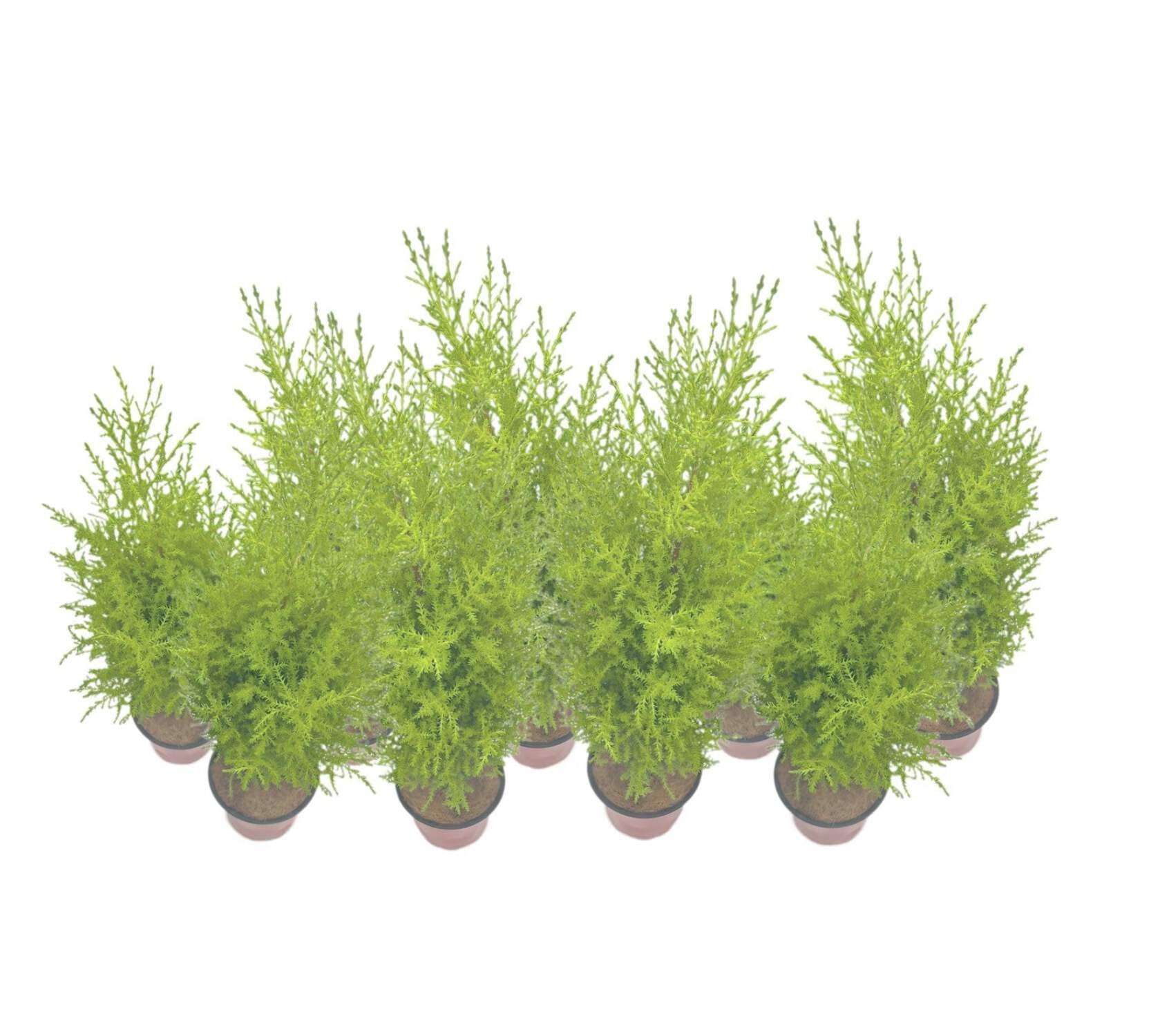 9-PK Live Dwarf Lemon Cypress, Cupressus macrocarpa ‘Goldcrest Wilma,’ Live Indoor Tree, Houseplant, Garden Plant, Fragrant Plant, 4.5-in Pot(s)