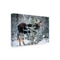 thumbnail image 2 of Trademark Fine Art 'Young Bull Moose' Canvas Art by Brenda Petrella Photography Llc, 2 of 3