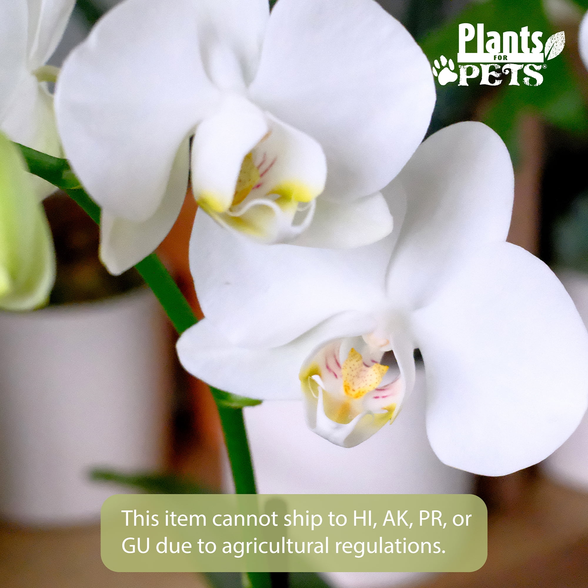 Element White Live Orchid Decor (Approx 16" Tall) in 3.5" Blue & White Planter
