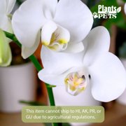 Element White Live Orchid Decor (Approx 16 Tall) in 3.5 Blue & White Planter