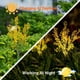 thumbnail image 5 of Muyoka Luces solares para flores al aire libre, 2 luces solares impermeables para jardín, luz solar LED multicolor que cambia para jardín, patio, decoración de patio Muyoka Hogar, 5 of 7