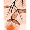 thumbnail image 2 of Orange Eucalyptus Poster Print by Albert Koetsier, 2 of 2