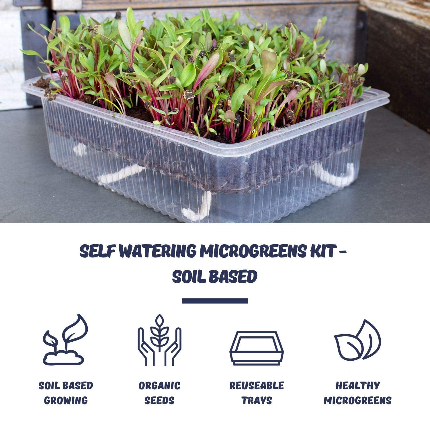 Self Watering Microgreens Kit - Soil Based - Grow Micro Greens In Soil - Easy Growing - Fun to Eat - Grow Sunflower, Speckled Pea, Rainbow Swiss Chard & Cilantro