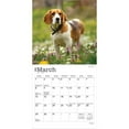 thumbnail image 3 of Beagles | 2026 7x14" (Hanging) Monthly Mini Wall Calendar | BrownTrout, 3 of 9